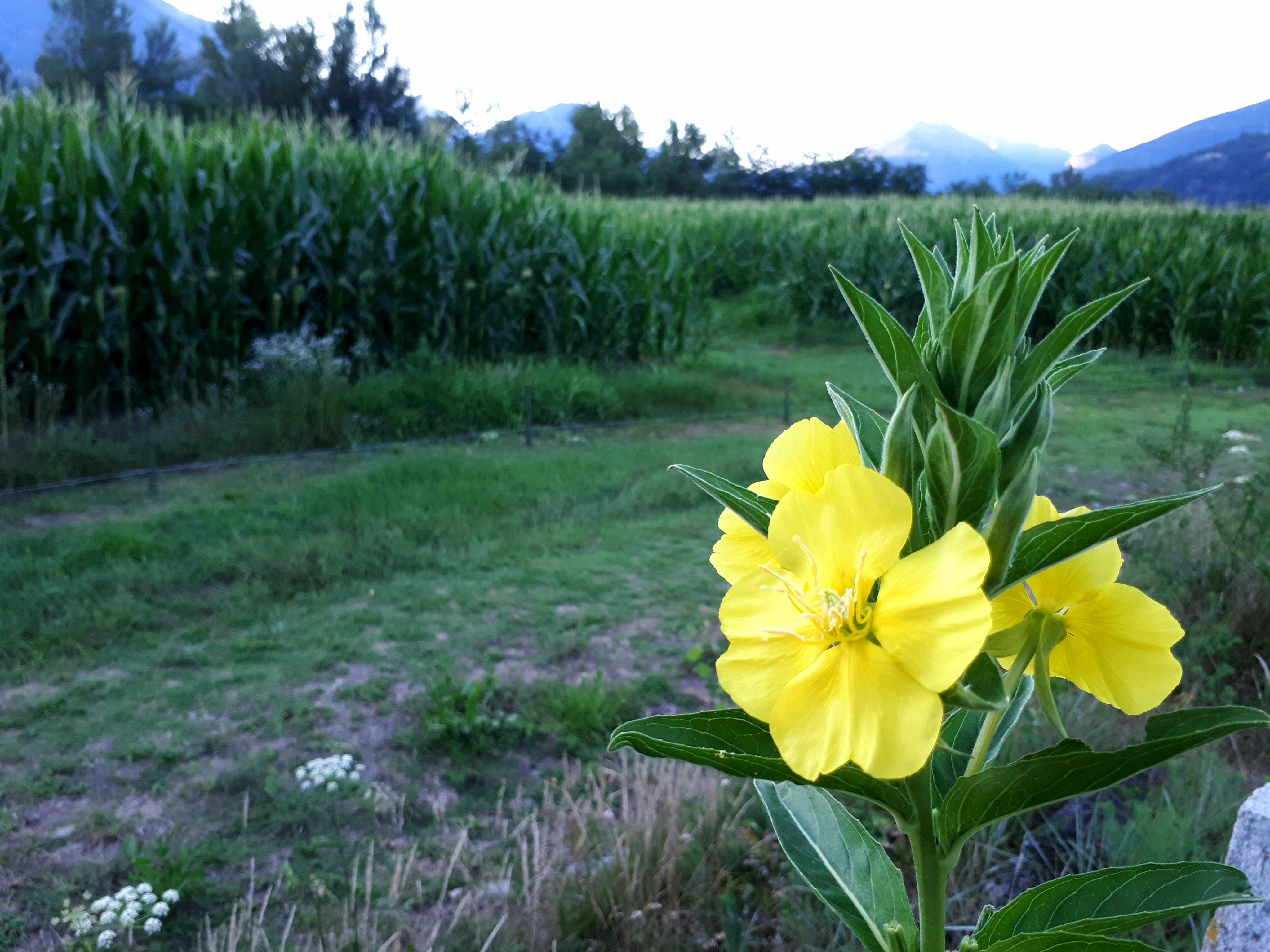 maisFiore